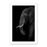 B+W Elephant by Ahmed Sobhi