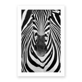 Zebra by Juan Luis Duran