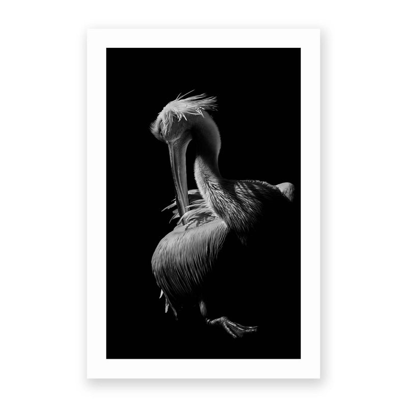 Pelican by Jealousy