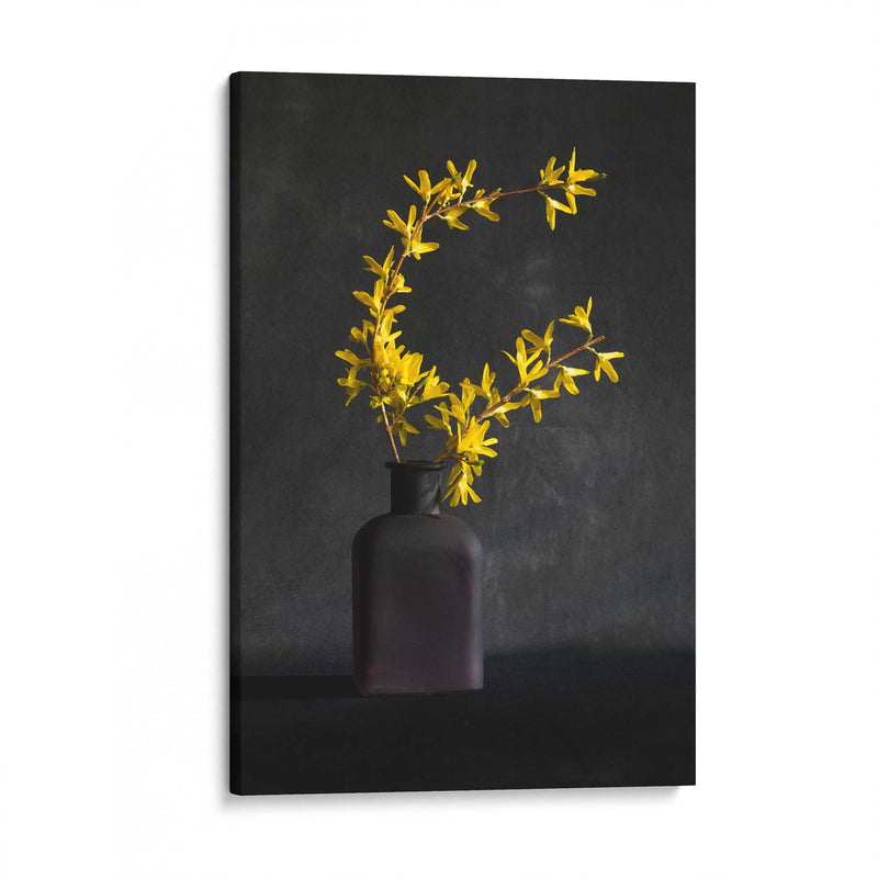 Forsythia Flower by Wendy Xu